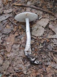 Amanita onusta image