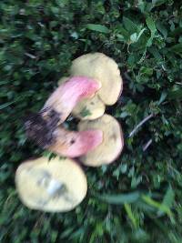 Boletus patrioticus image