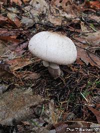 Agaricus moelleri image