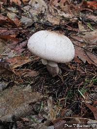 Agaricus moelleri image