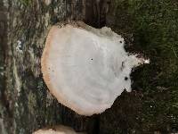 Fomitopsis spraguei image