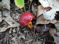 Butyriboletus frostii image