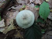 Clitocybe odora image