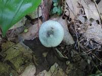 Clitocybe odora image