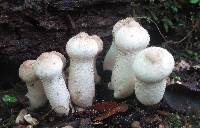 Lycoperdon excipuliforme image