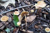 Agrocybe arvalis image