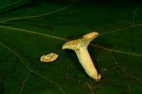 Lactifluus glaucescens image