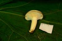 Lactifluus glaucescens image