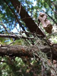 Usnea californica image