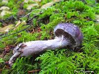 Cortinarius iodes image