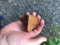 Austroboletus gracilis var. flavipes image