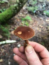 Austroboletus gracilis image