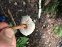 Austroboletus gracilis image