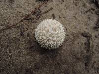 Lycoperdon marginatum image