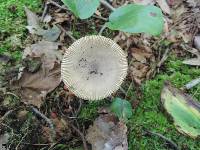Amanita sect. Vaginatae image