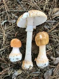 Amanita roseitincta image