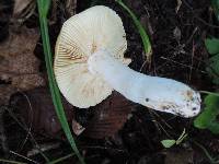 Russula cinerascens image