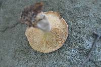 Lactarius chrysorrheus image