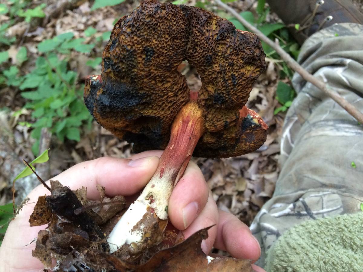 Boletellus pseudochrysenteroides image