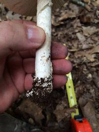 Amanita spreta image