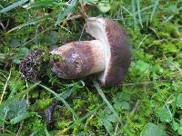 Tylopilus variobrunneus image