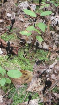Trichoglossum hirsutum image