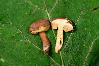 Tylopilus ferrugineus image