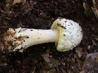 Amanita canescens image