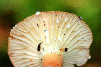 Lactifluus hygrophoroides image