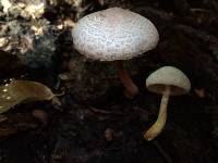 Leucoagaricus americanus image