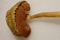 Pulveroboletus curtisii image