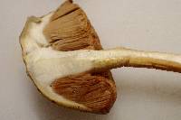 Pulveroboletus curtisii image