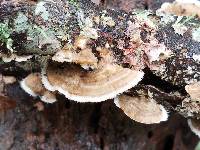 Trametes villosa image