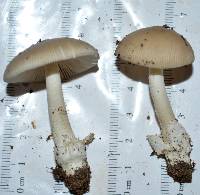 Amanita sect. Vaginatae image