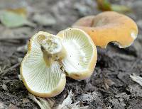 Lactifluus hygrophoroides image