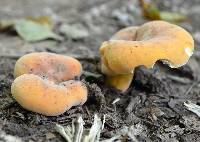 Lactifluus hygrophoroides image