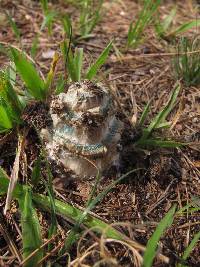 Amanita subcokeri image