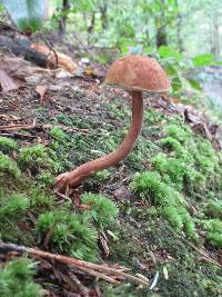 Austroboletus gracilis image