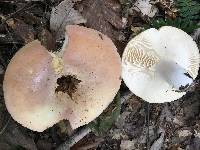 Lactarius allardii image