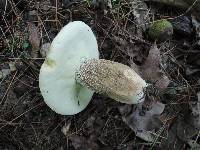 Boletus variipes image