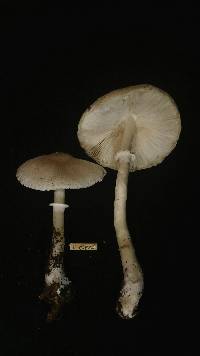 Leucoagaricus sublittoralis image