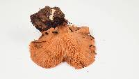 Panus conchatus image