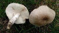 Leucoagaricus barssii image