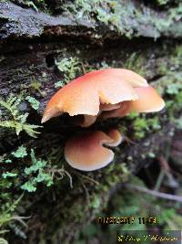 Hypholoma capnoides image