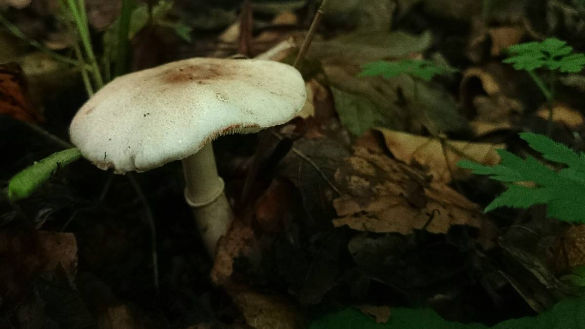 Leucocoprinus badhamii image