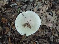 Russula modesta image