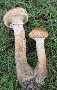 Armillaria solidipes image