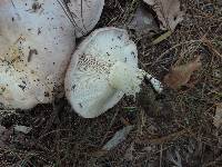 Lactarius argillaceifolius image