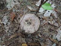 Lactarius argillaceifolius image