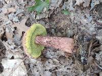 Aureoboletus russellii image